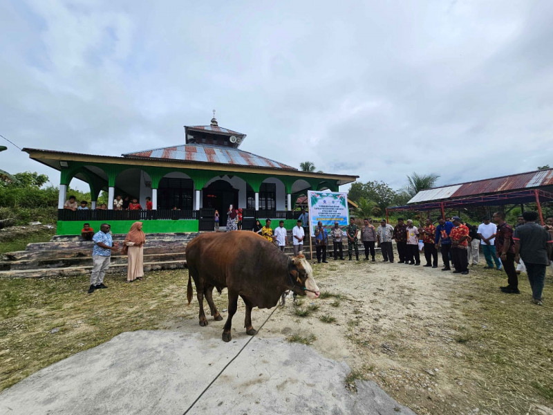 Pemkab Sorong Selatan Salurkan Bantuan Hewan Qurban Dari Presiden RI