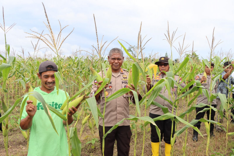 Polres Sorong Selatan Panen Raya Jagung Serentak Kuartal III Dukung Swasembada Pangan 2025,